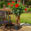 Hibiscus in Grower Nursery Pot
