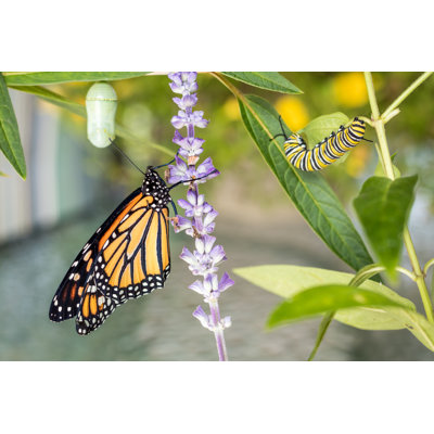 Chenille et papillon sur toile