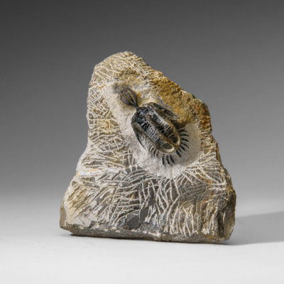 Genuine Trilobite in Matrix from Morocco