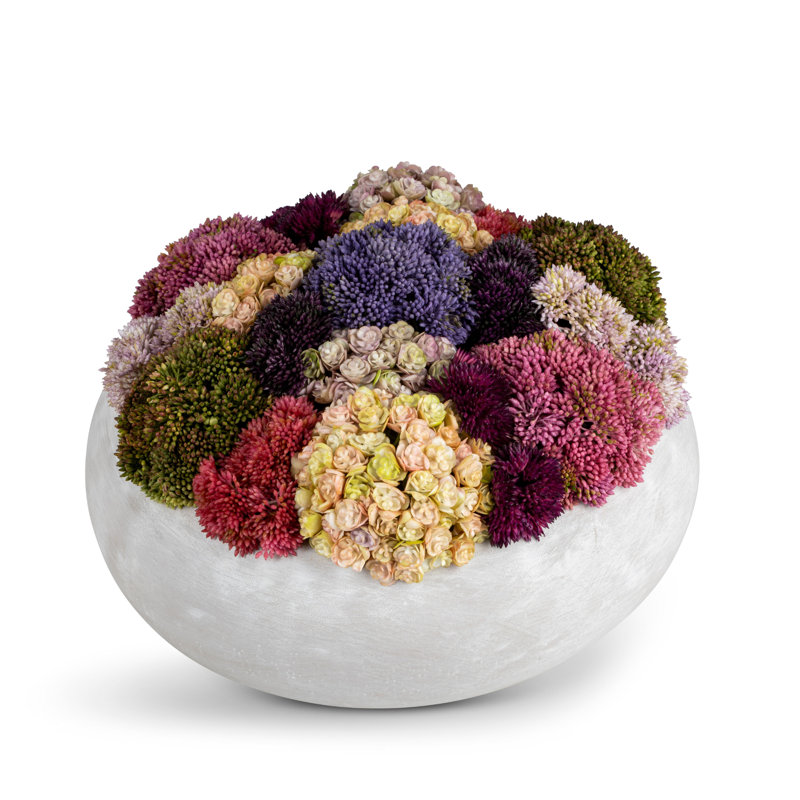 Verona Sedum Arrangement