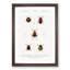 Beetle Illustrations PL.15 by Charles D'Orbigny - Single Picture Frame Print-55544117-55544119