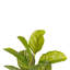 Faux Banana Leaf Plant