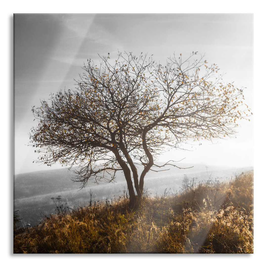 Glasbild Einsamer Baum auf Berg