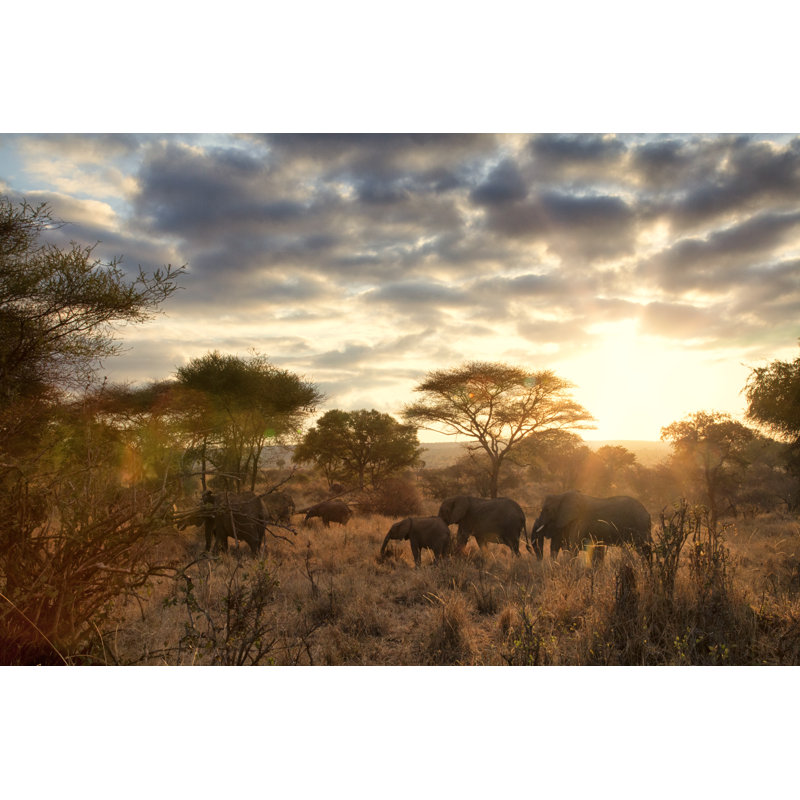 Éléphants à l'aube par Nicolamargaret, H 32 po x l 48 po