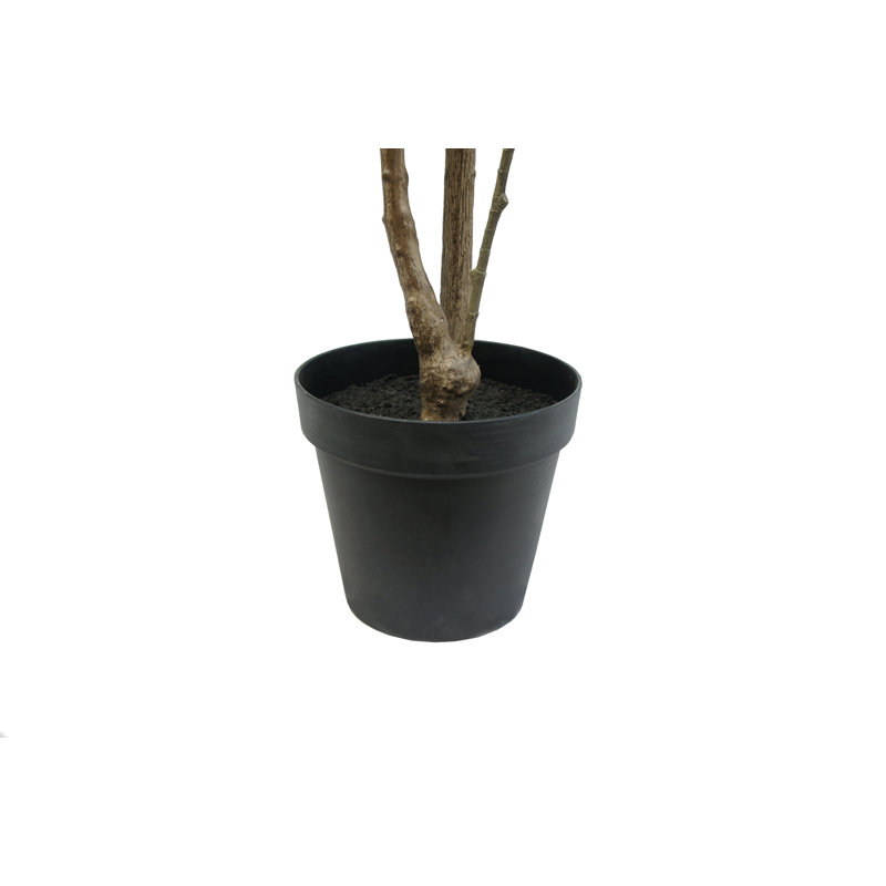 TREE FICUS HEART GROWER 7FT
