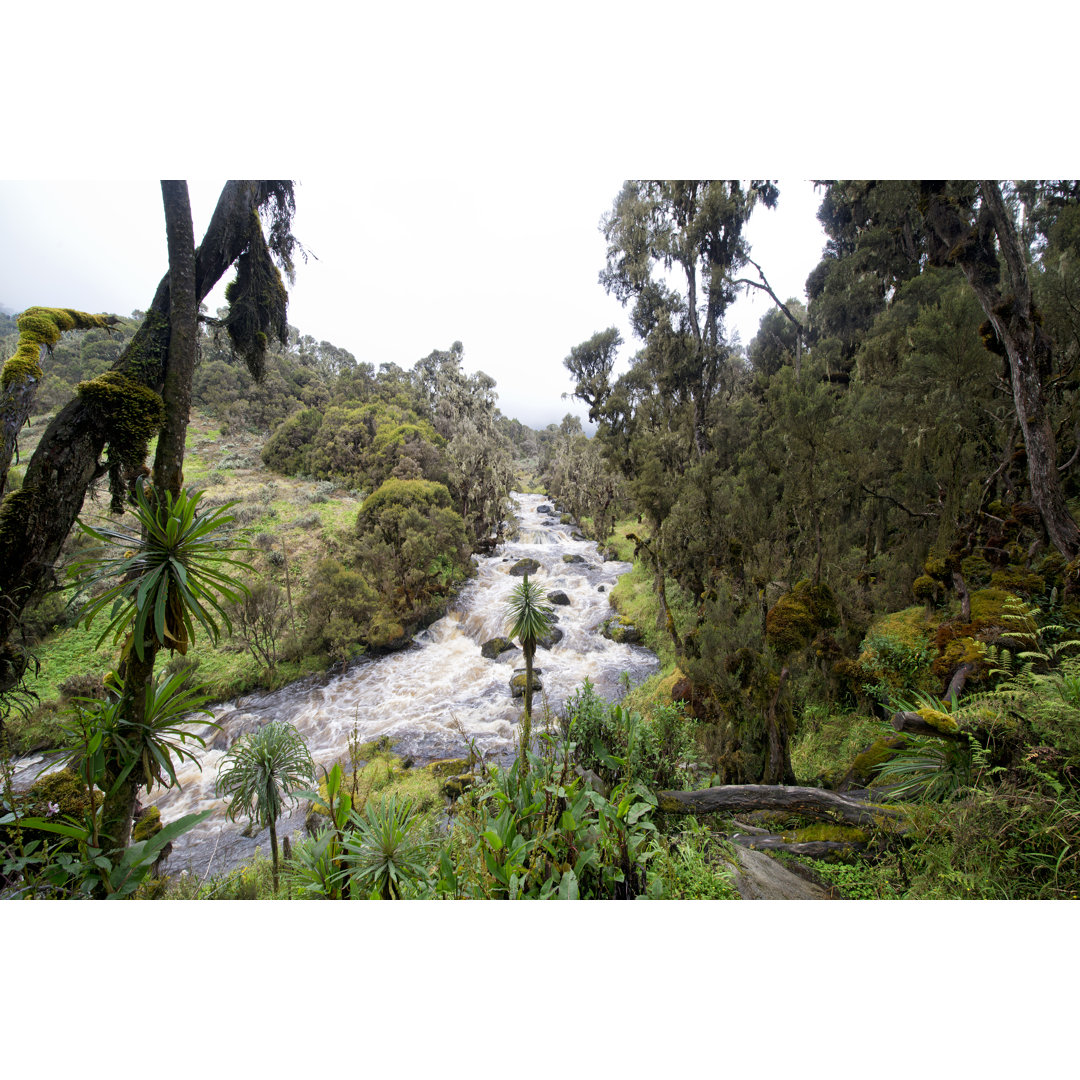 Bujuku River von Guenterguni - Kunstdrucke auf Leinwand