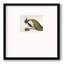 Plumage de paon encadré sur papier-88450874