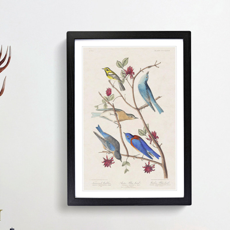 Warbler Bird & Blue-Birds by John Audubon - Picture Frame Painting Print, 36cm H x 27cm W x 2cm D, Black Framed