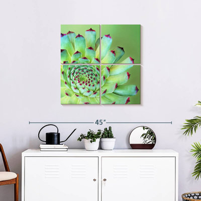 Exotic Succulent