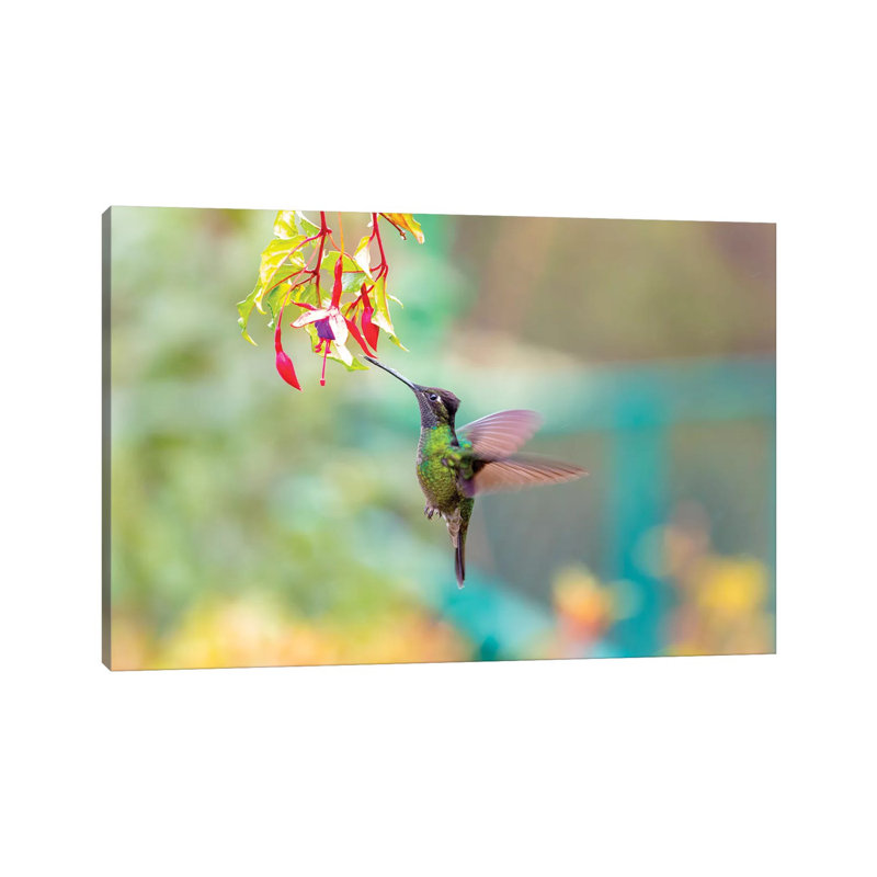 Central America, Costa Rica. Male Talamanca Hummingbird Feeding. by Jaynes Gallery - Wrapped Canvas Gallery-Wrapped Canvas Giclée
