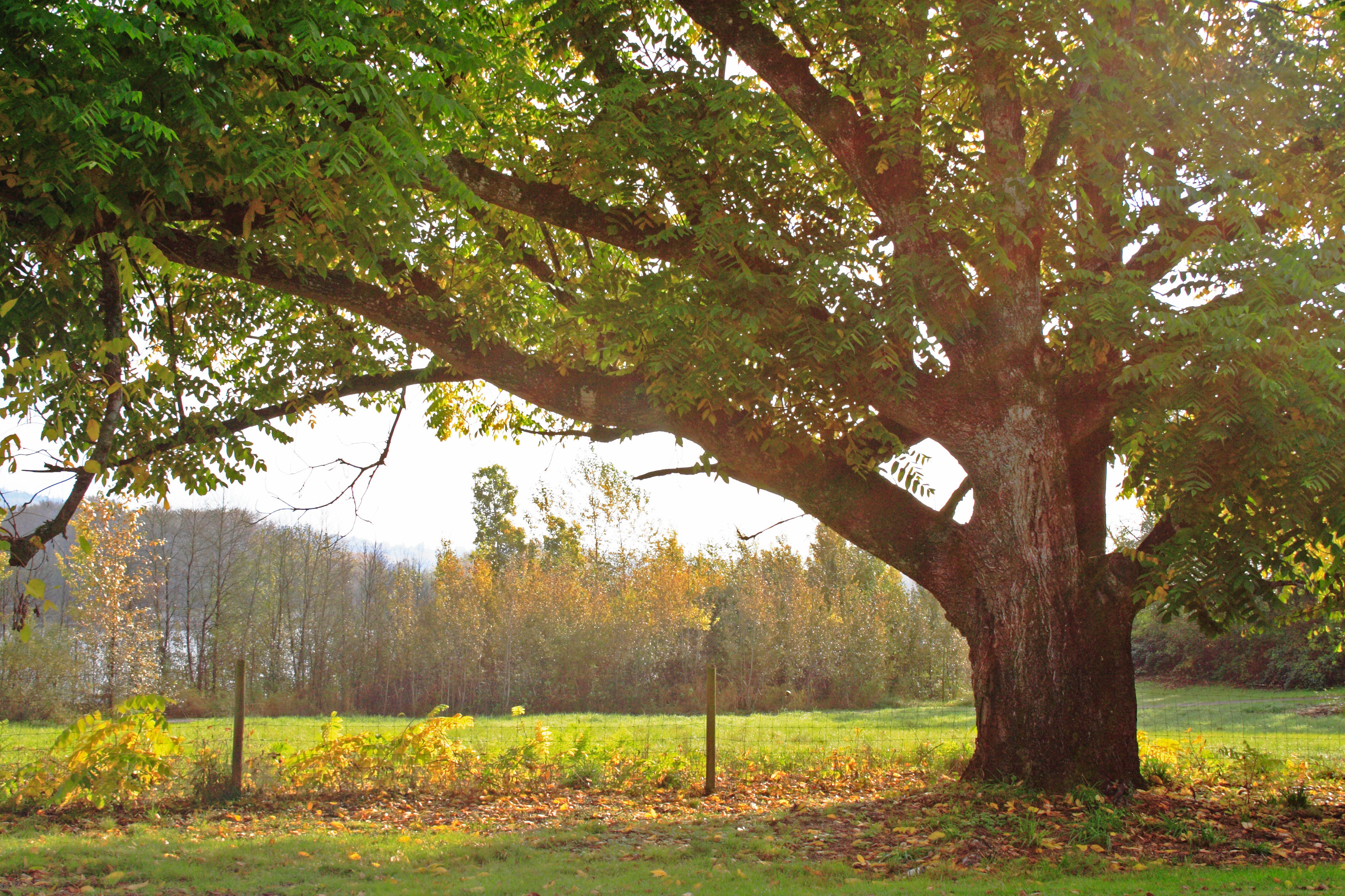 Ebern Designs Oak Tree by Ryanfaas - Wrapped Canvas Photograph | Wayfair