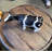 Baby Holstein Cow Table Top Statue