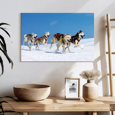 Husky Sled Dogs
