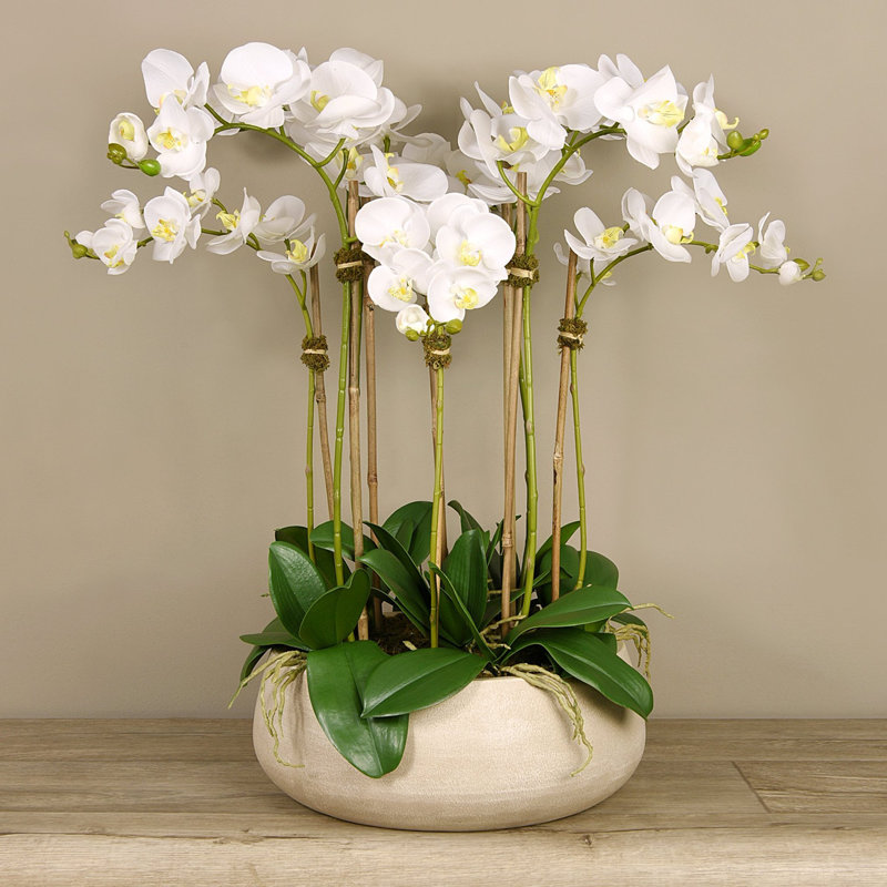 Orchid Floral Arrangement in Planter, White, Beige, 29" x 22"