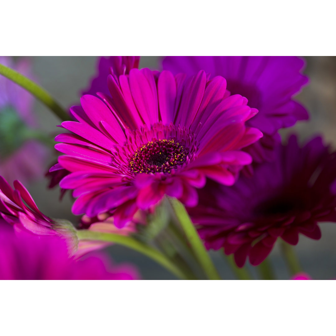 Flieder Gerbera Blume von Javgutierrez - Drucken