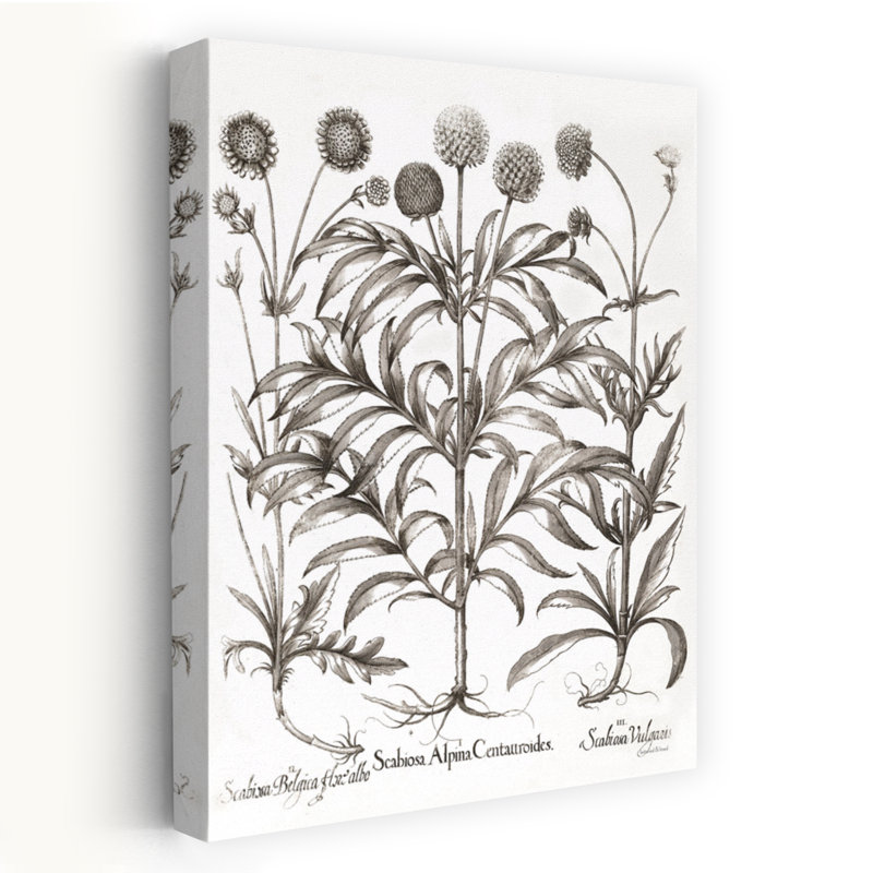 Art floral contemporain Scabiosa, H 36 po x l 24 po
