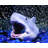  Jaws 2-Piece Aquarium Ornament Bundle