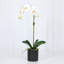 Orchid Arrangement In Pot-2037520808-2037520809