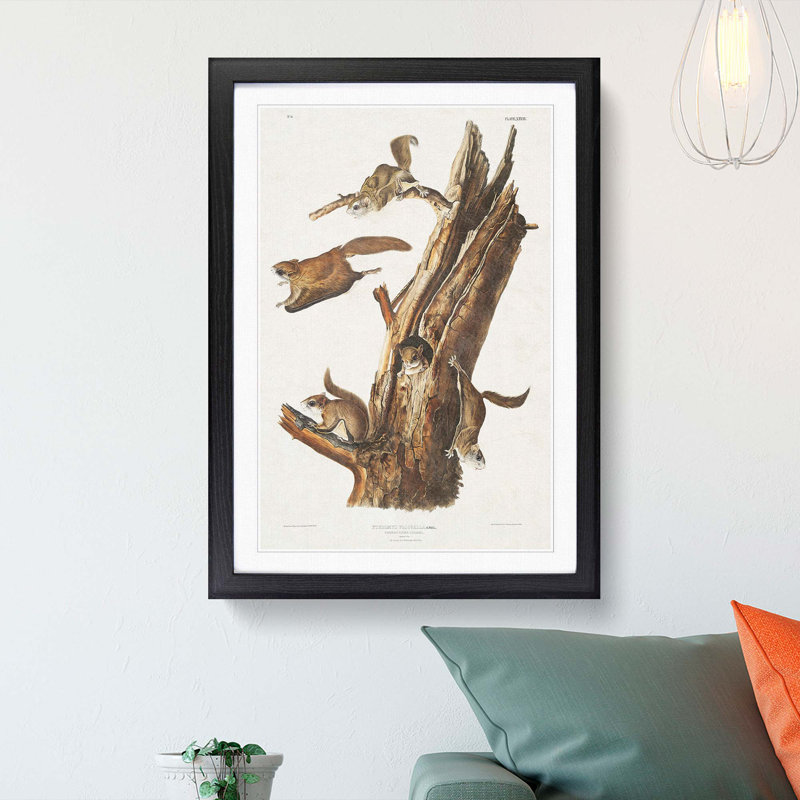 Flying Squirrels by J.W. Audubon - Picture Frame Graphic Art Print, Black Framed, 65cm H x 48cm W x 2cm D