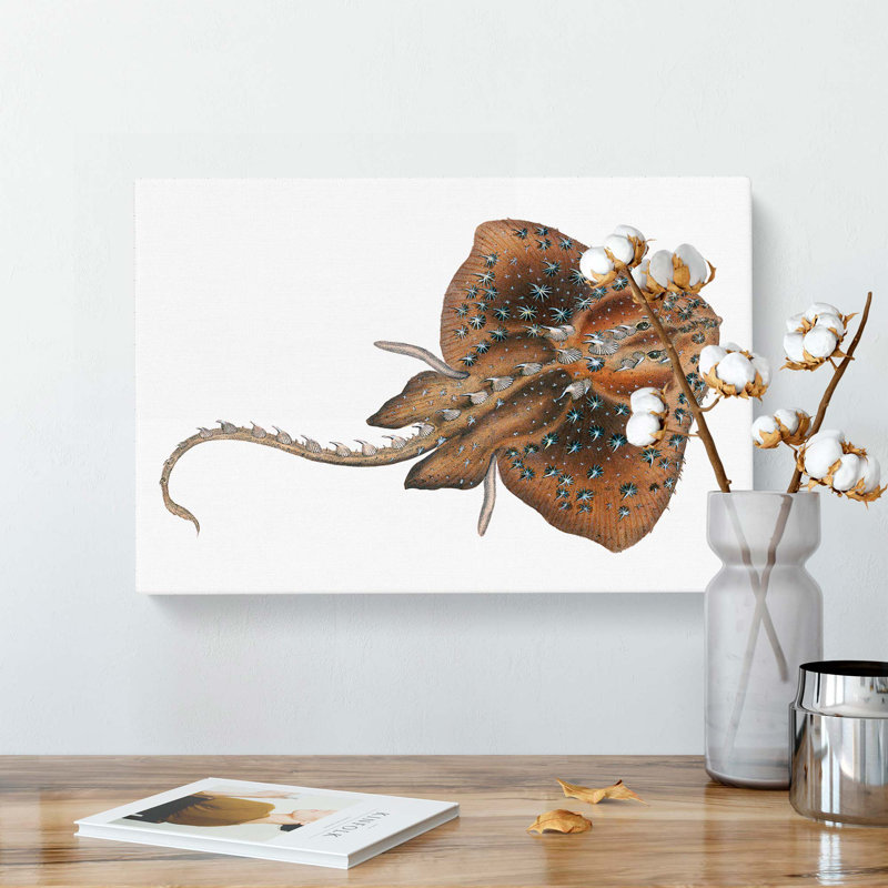 Starry Ray by Edward Donovan - Wrapped Canvas, 50cm H x 76cm W x 3cm D