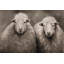 Sheep Sepia - Farmhouse Animals, reproduction encadrée avec passe-partout | Décor-833936996-833937016