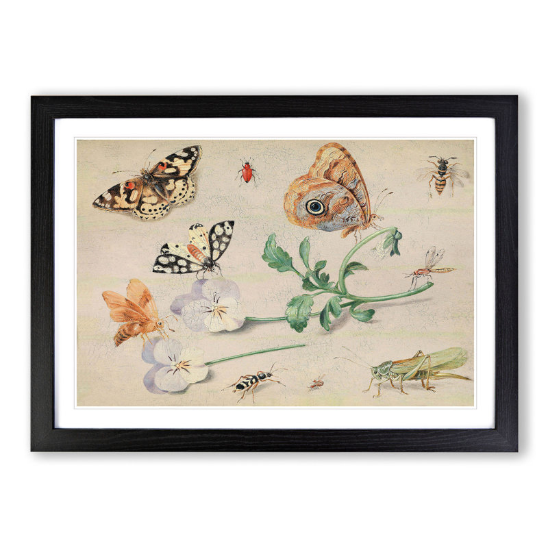 Butterflies and Insects Vol.2 by Jan Van Kessel - Picture Frame Painting, 48cm H x 65cm W x 2cm D, Black Framed