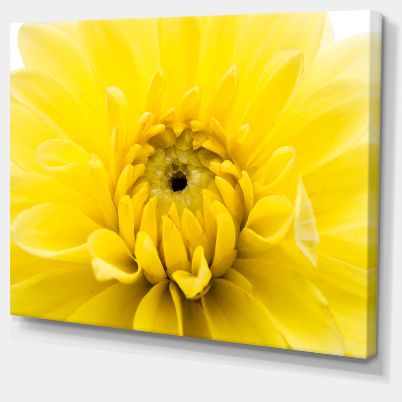 «Yellow Chrysanthemum Gold Flower», reproduction de photo sur toile tendue, H 30 po x l 40 po x P 1 po