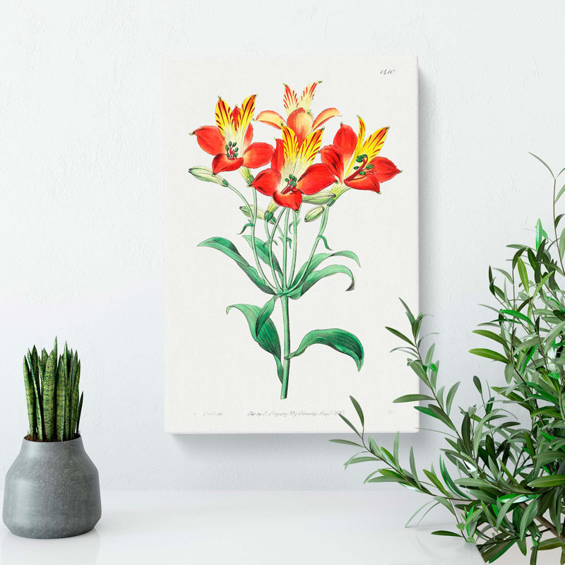 Peruvian Lily Flowers - Wrapped Canvas, 60cm H x 40cm W x 3cm D