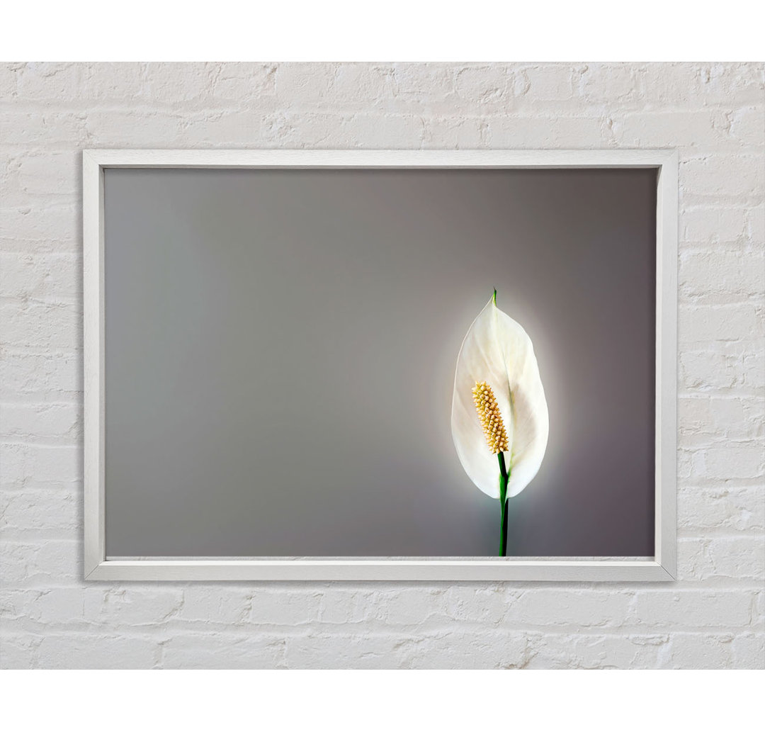 White Lily Heaven - Einzelner Bilderrahmen Kunstdrucke auf Leinwand