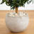 Artificial Olive Tree in Bowl Planter