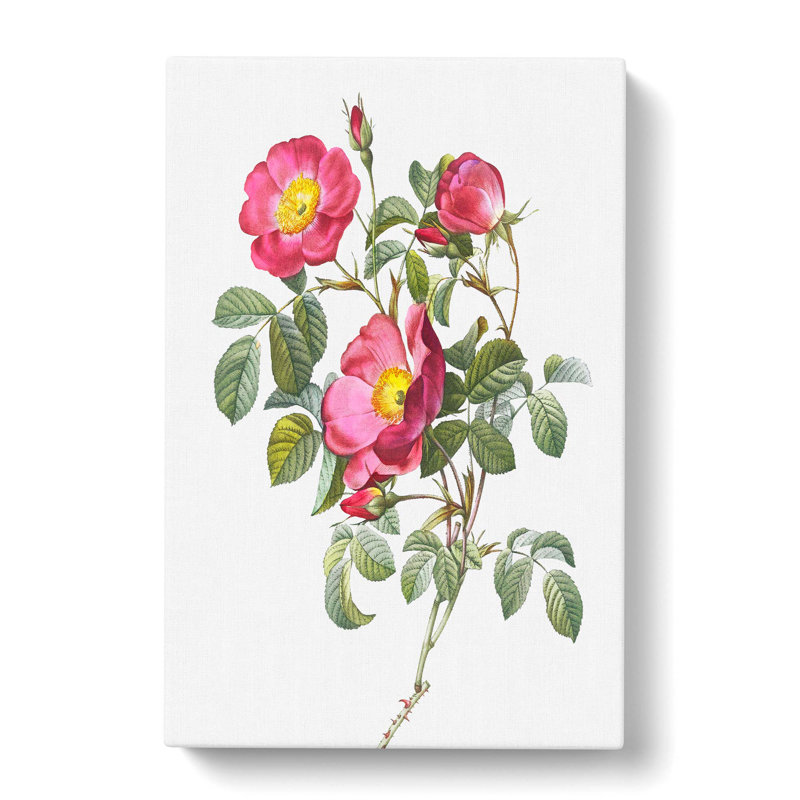 Rose Of Love by Pierre-Joseph Redoute - Wrapped Canvas, 76cm H x 50cm W x 3cm D