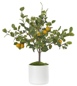 Lemon Bush, Ceramic Pot, 32wx32dx41h