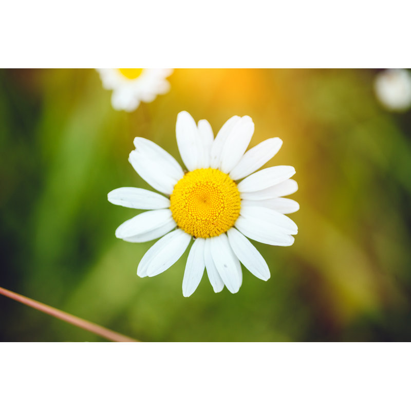 Daisy by Druvo, 12" H x 18" W