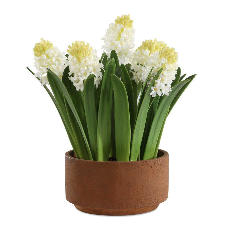 Hyacinthe en pot Uttermost Sincerity