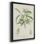 Amande antique botanique III-88436833-88436836