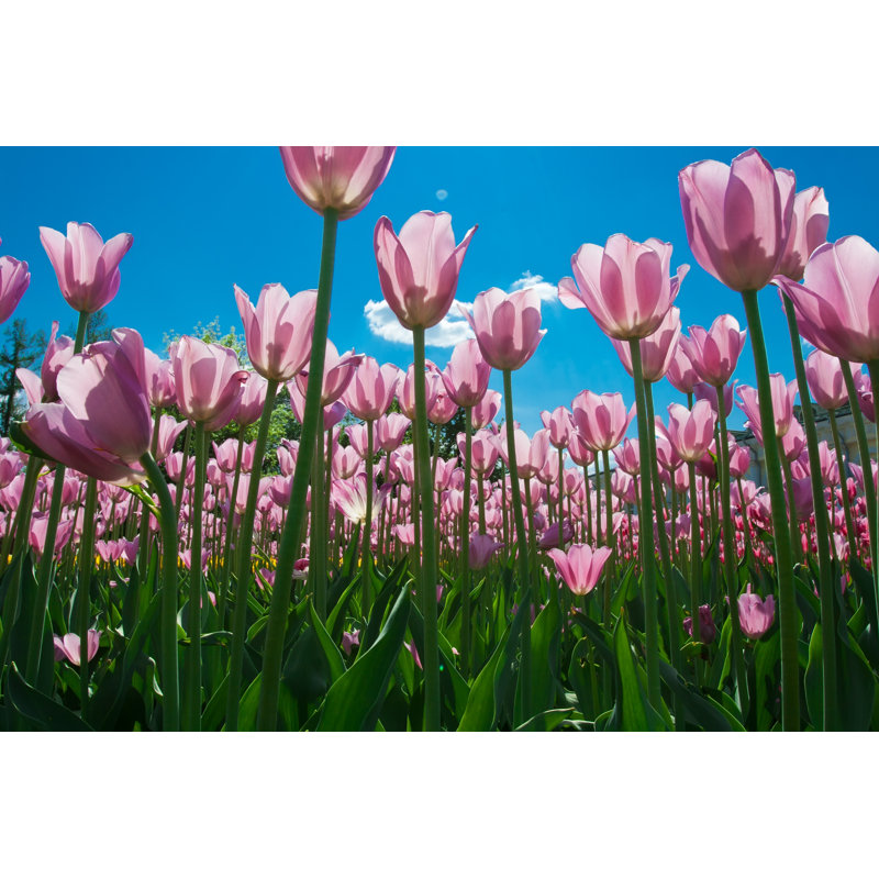 Tulip Flowers, 51cm H x 76cm W
