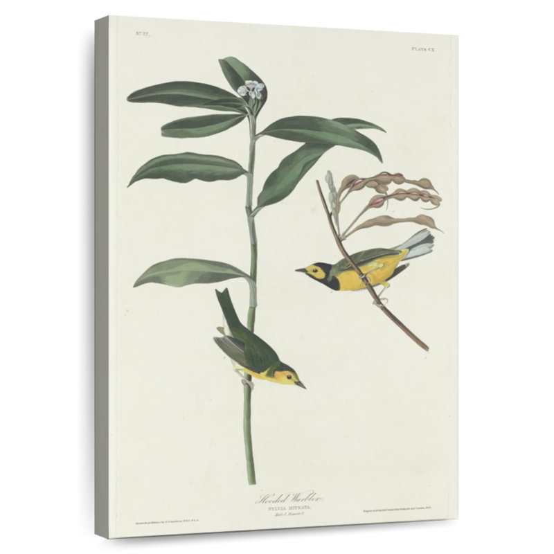 Keiri Hooded Warbler, 45" H x 30" W