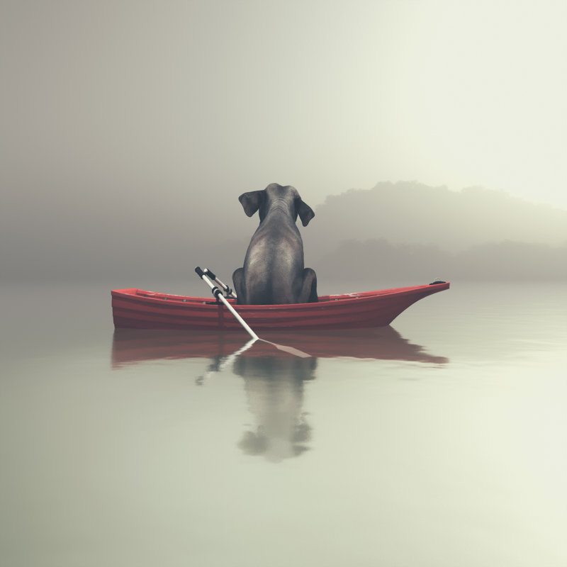 Elephant by Orla - Wrapped Canvas Print, 122cm H x 122cm W x 3.8cm D