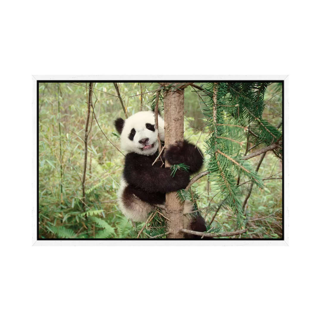 Panda Cub Playing On Tree, Wolong, Sichuan, China von Keren Su - Galerie-verpackte Leinwand Giclée auf Leinwand