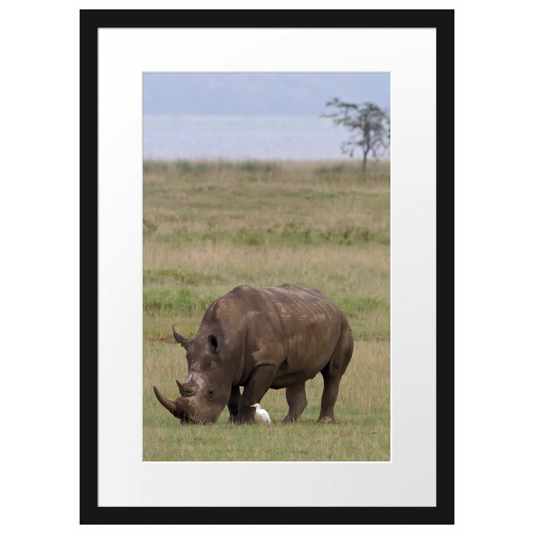 Gerahmtes Poster Großes Nashorn beim Fressen