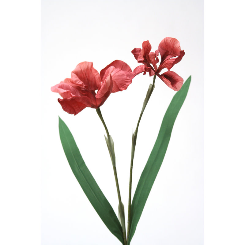 Iris Arrangement, Rose Red