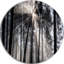«Sunbeam Through Black White Forest», photographie-35125684-35125691