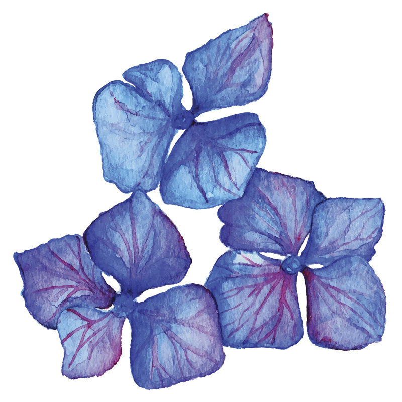 «Blue Violet Hydrangea» par Silmairel, peinture sur toile tendue, H 30 po x l 30 po