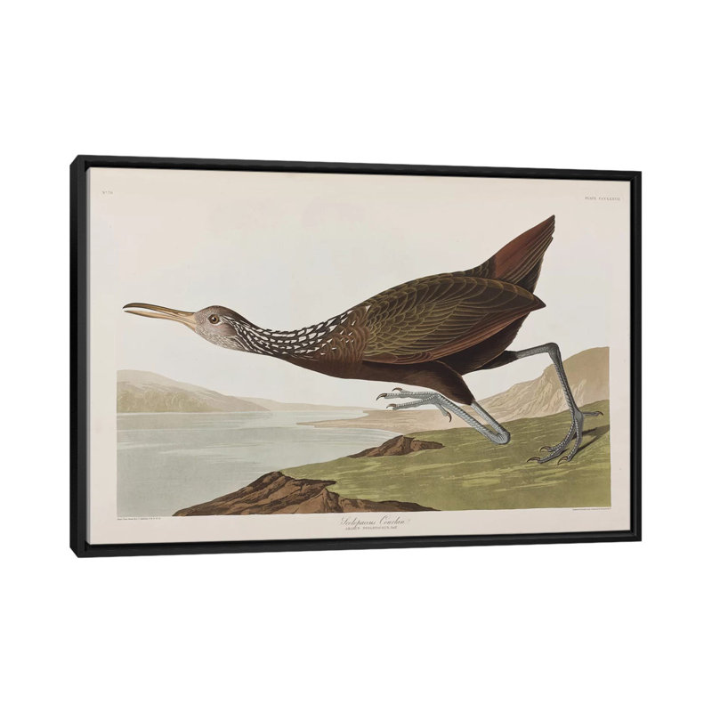 « scolopaceus courlan », impression sur toile, H 18 po x l 26 po x P 1,5 po, Toile avec cadre noir, Non mat