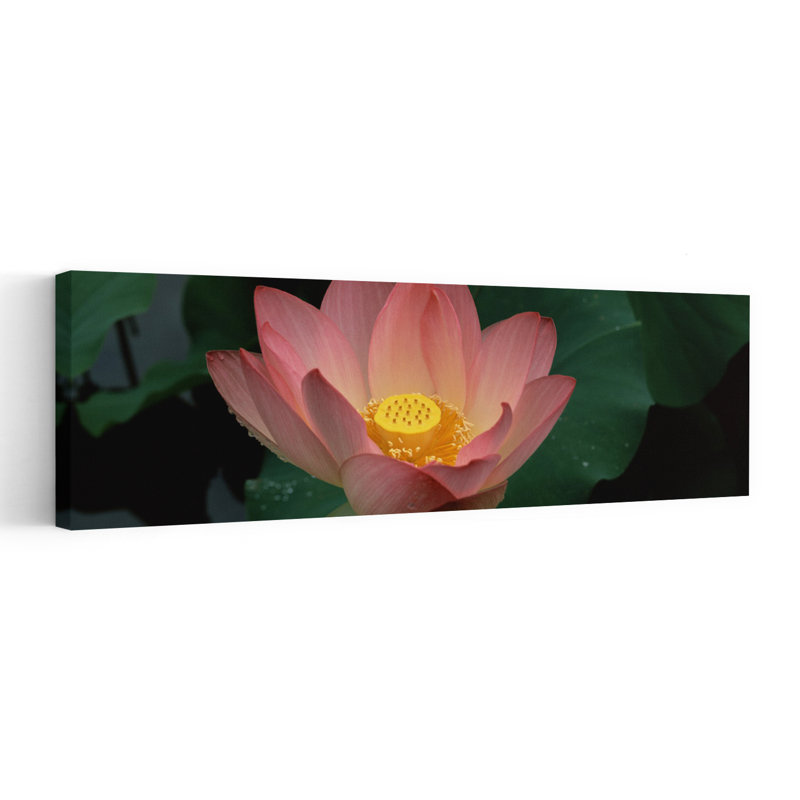 Lotus Blooming In A Pond by Terry Thompson - Wrapped Canvas Panoramic Print, 50.8 cm H x 152.4 cm W