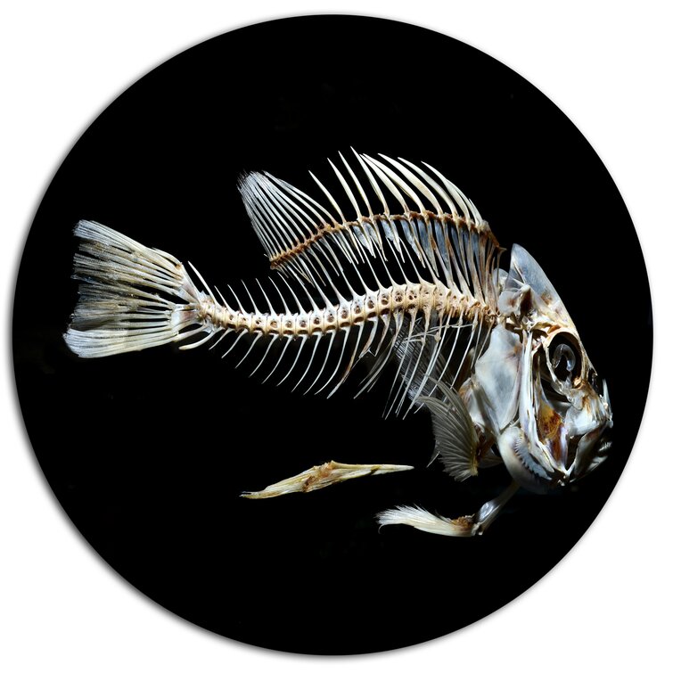 Design Art Fish Skeleton Bone On Black On Metal Print