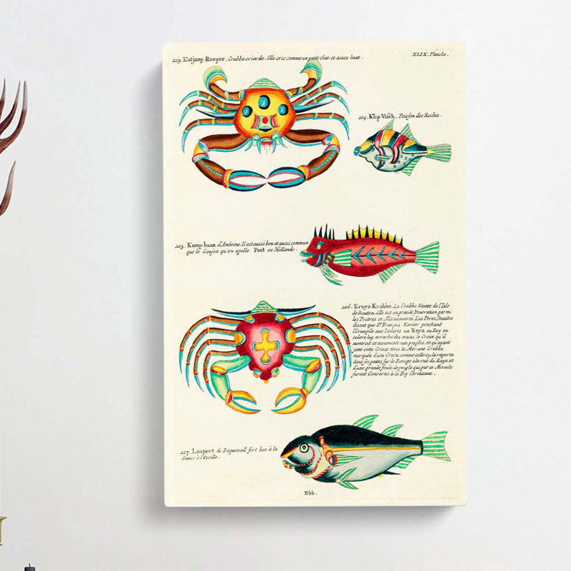 East Indies Fish & Crab Illustrations XLIX by Elizabeth Gould - Wrapped Canvas Painting, 60cm H x 40cm W x 3cm D