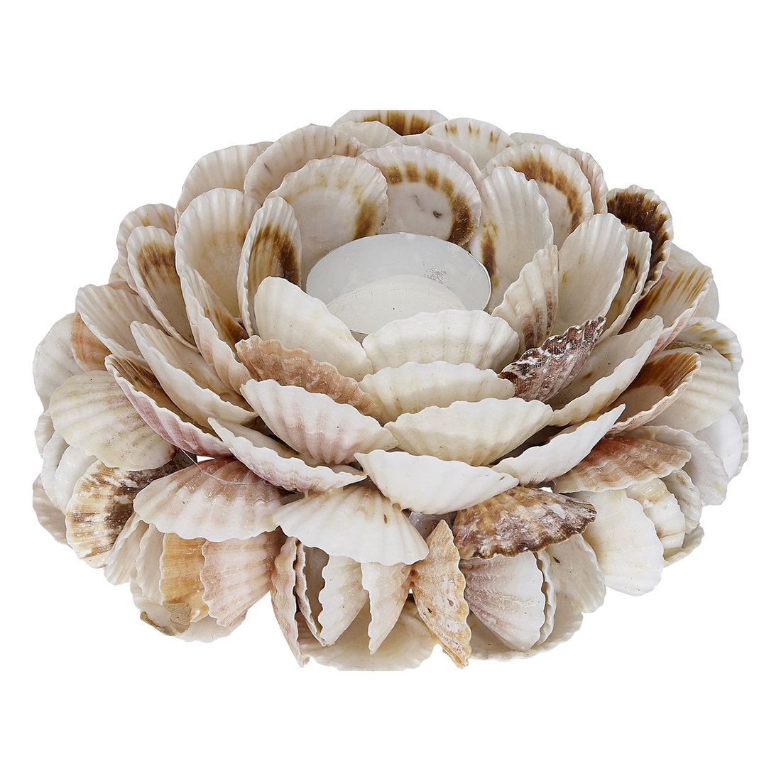 Rosecliff Heights Pecten Shell Candle Holder | Wayfair