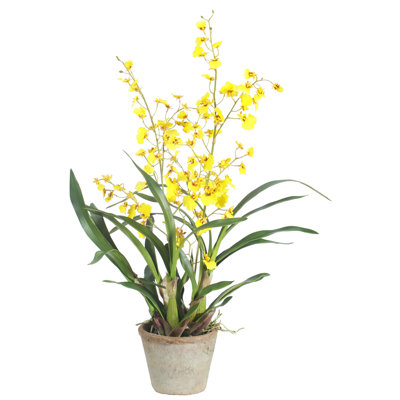 Oncidium Floral Arrangement in Pot