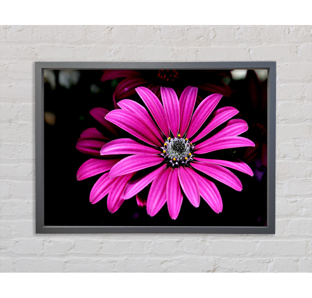 Cerise Daisy Petals - Einzelner Bilderrahmen Kunstdrucke auf Leinwand